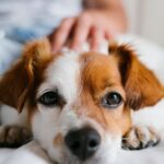 寝そべっている犬
