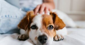 寝そべっている犬