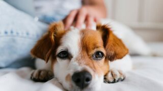 寝そべっている犬